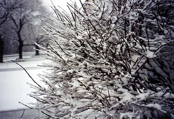 Snowy euonymus, Copyright 2003, Daniel J. Parks